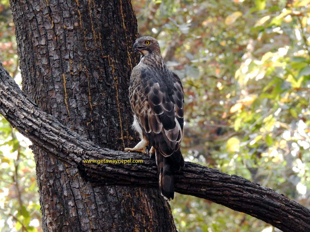 Bird Watching in Bardia